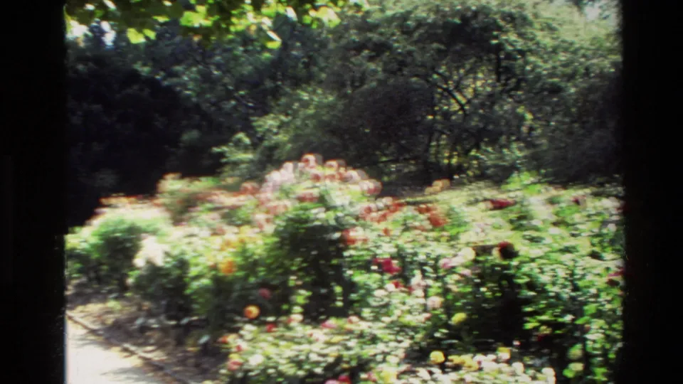 1982 New Zealand home-movie frame showing a bright rose garden bed with mixed flowers, foliage, and shaded trees beyond.
