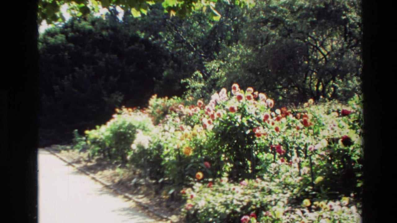Curving garden path beside bright rose beds and tall surrounding greenery.