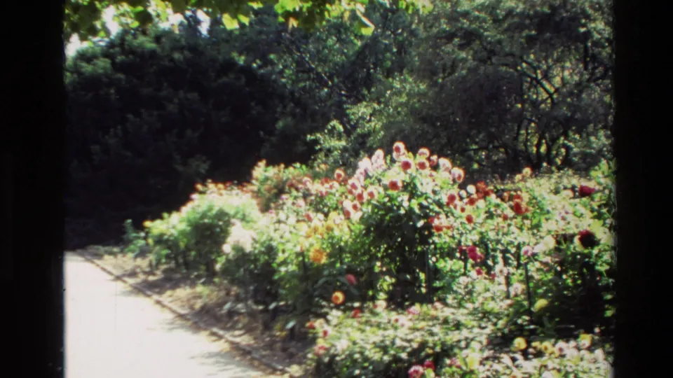 A visitor-shot 1982 New Zealand garden view shows a pale path curving past rose beds under strong sunlight and dark tree cover.