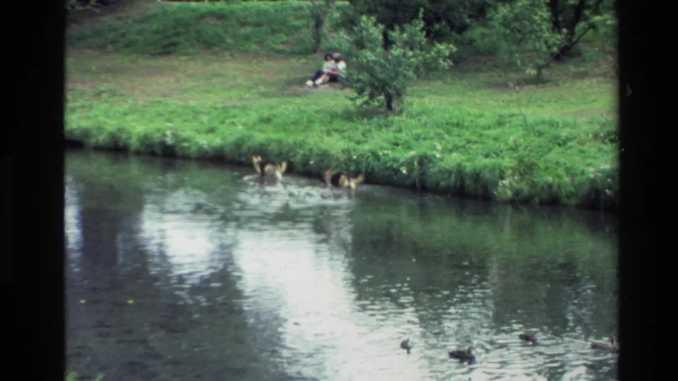 Home-movie frame from New Zealand showing ducks on a calm waterway and distant people relaxing on a grassy park bank.