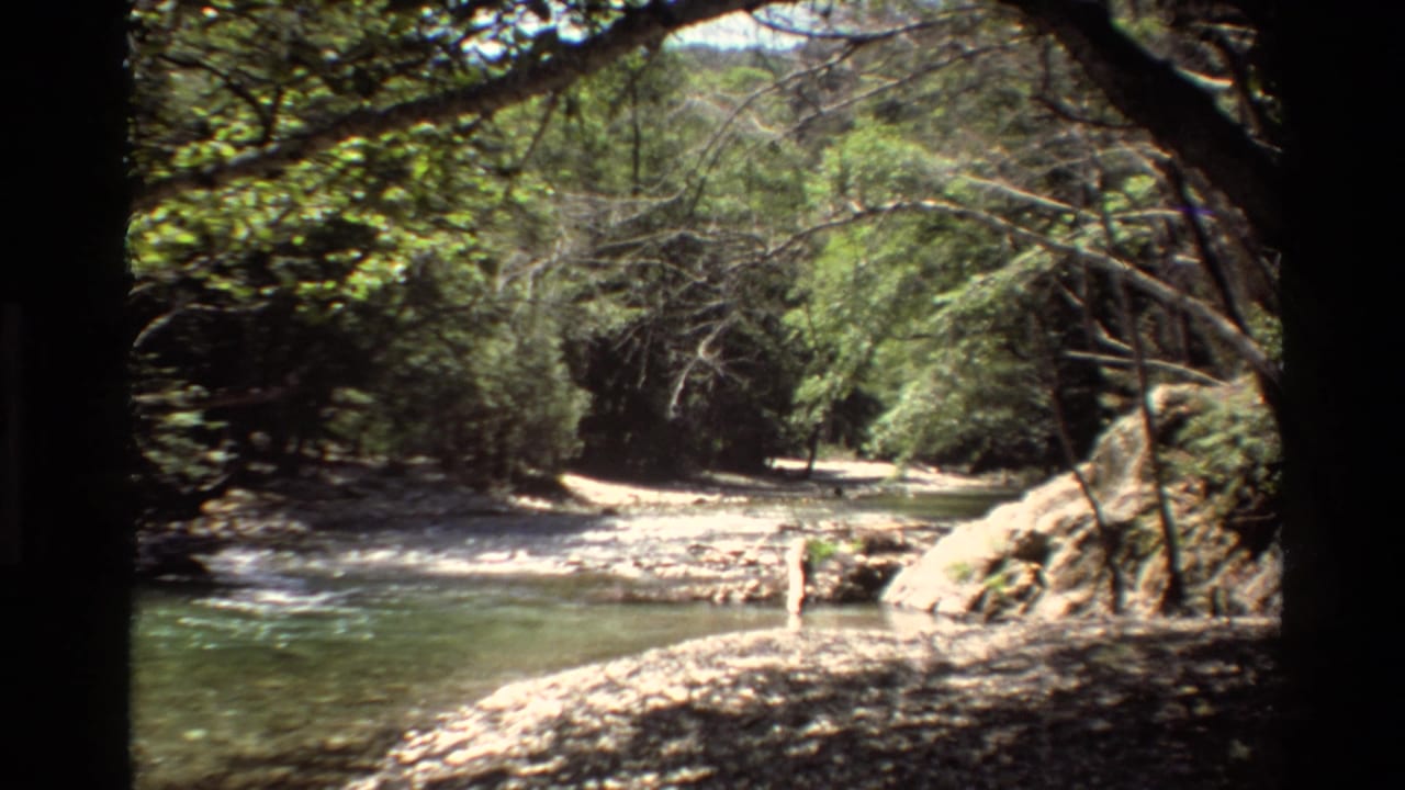 Shaded riverbank with shallow water, rocks, dense trees, and distant waders.