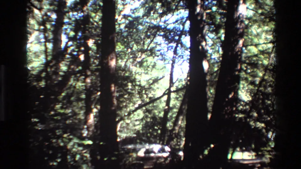 Shaded 1980 Big Sur forest view with vertical trunks, green foliage, and a light-colored car glimpsed through the trees near a campsite area.