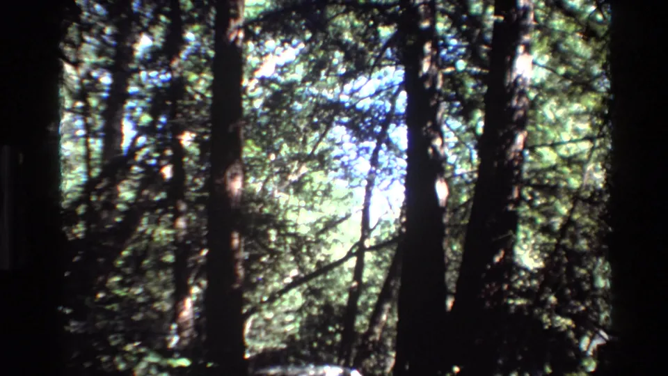 A 1980 Big Sur 8mm forest frame showing dark trunks, leafy canopy, and sunlit openings, with no clearly identifiable people in this still.