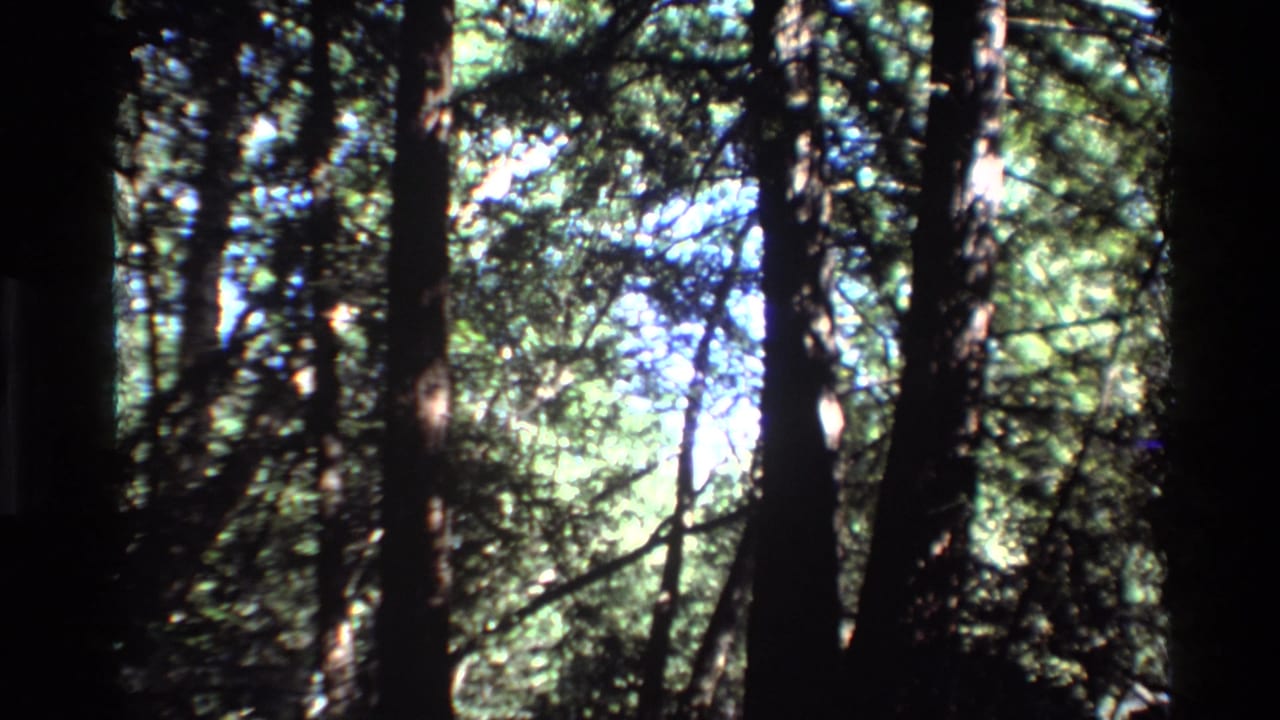1980 Big Sur 8mm frame looking upward through tall forest trunks, dense foliage, and patches of bright sky.