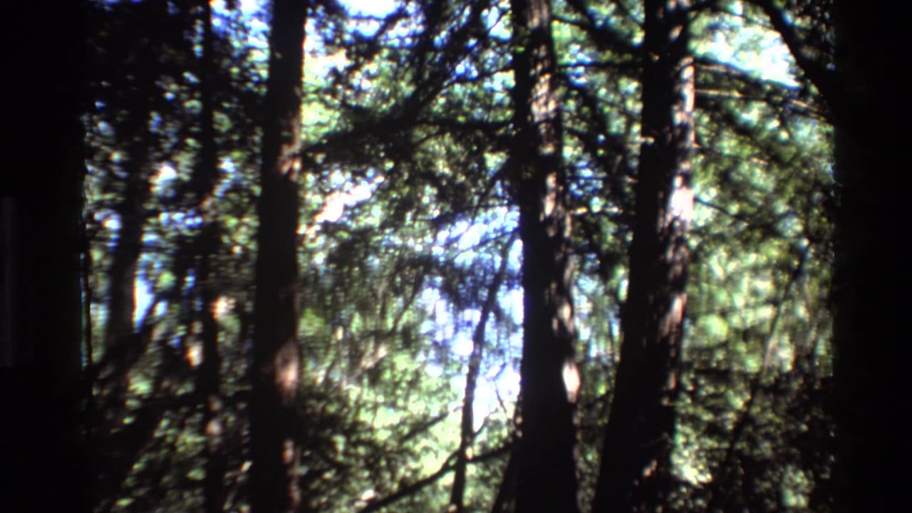 Dark vertical tree trunks frame dense green branches and bright sky openings.