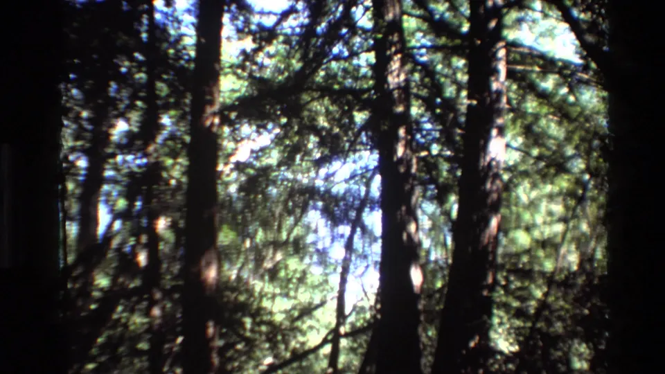 Big Sur forest canopy on 8mm film, with tall trunks, green branches, and high-contrast daylight through the trees.