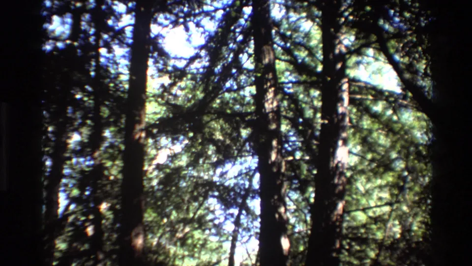 1980 home-movie frame from Big Sur showing a shaded upward forest view with tall trunks and filtered sunlight.