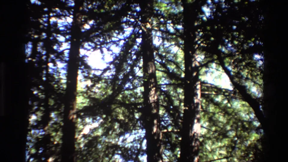 Big Sur 8mm forest view from below, showing tall trees, evergreen foliage, and bright sky through the canopy.
