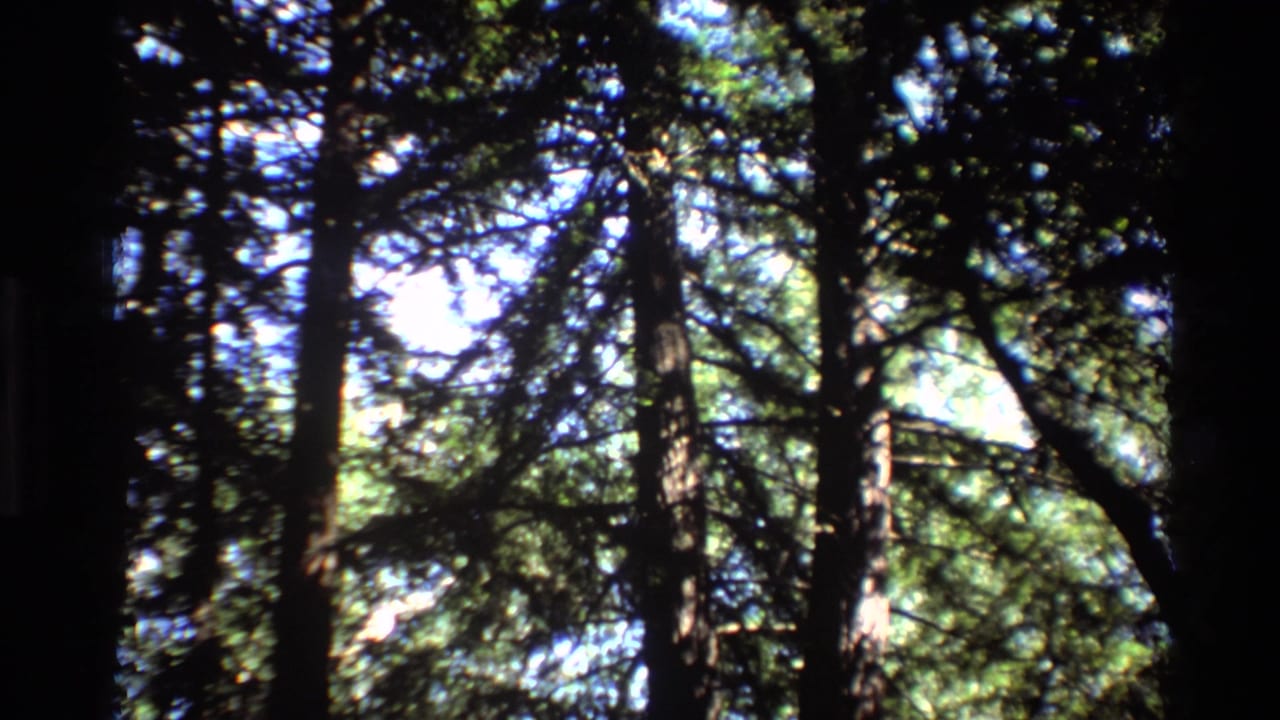 1980 Big Sur 8mm frame looking upward through tall forest trees, dark trunks, green foliage, and bright sky gaps.