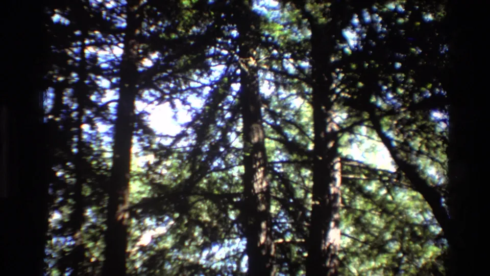 1980 Big Sur 8mm frame looking upward through tall forest trees, dark trunks, green foliage, and bright sky gaps.