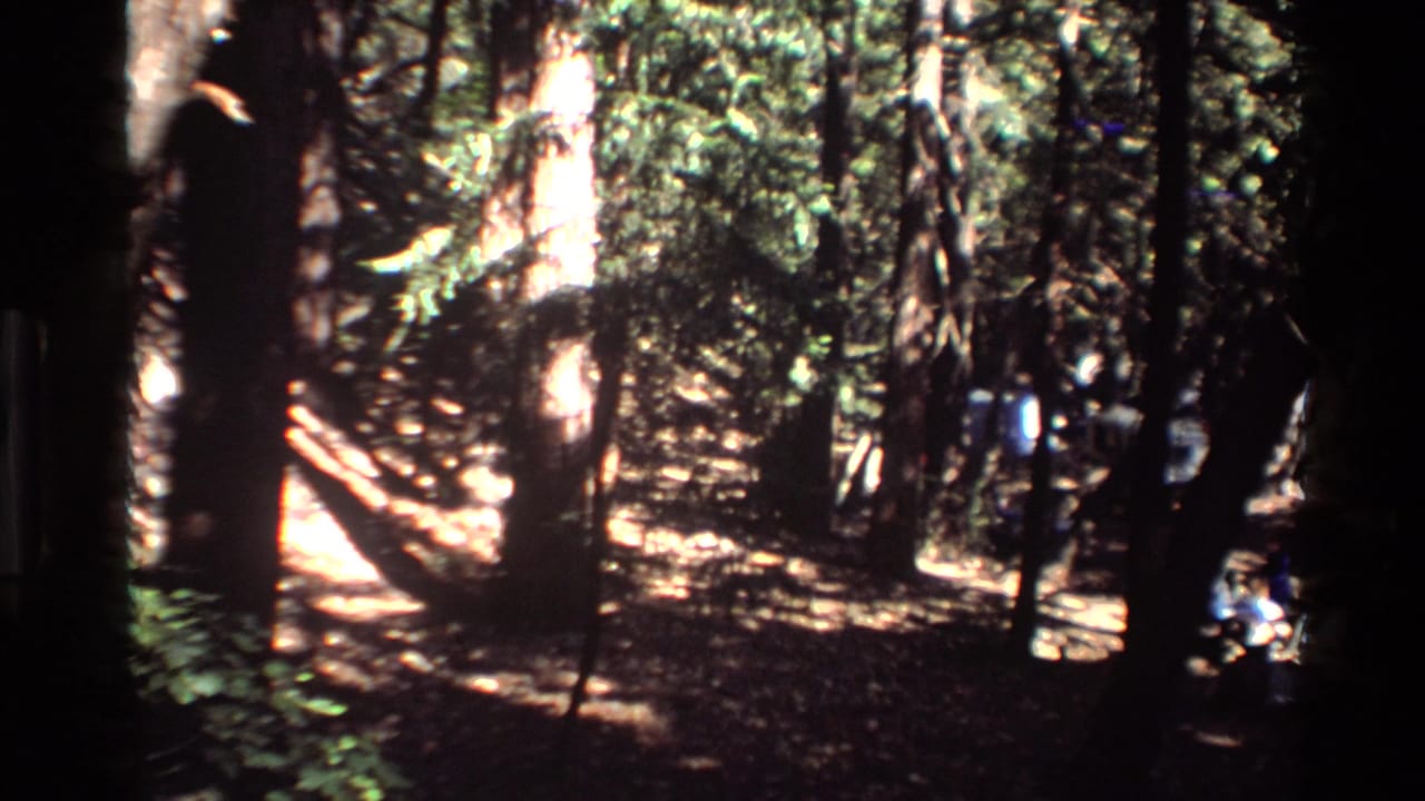 Sunlit forest floor with tall trunks, dense branches, and a dark figure at the right edge.