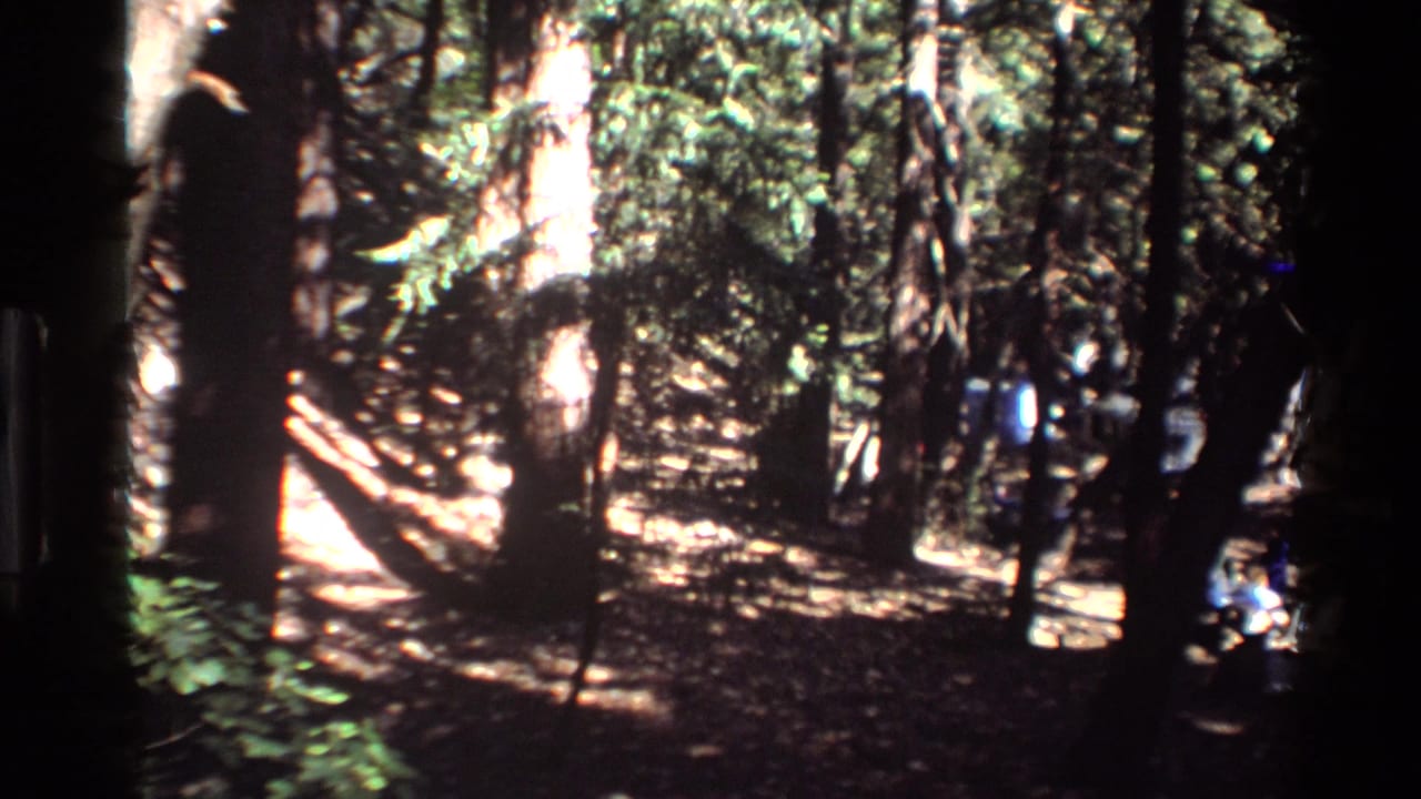 1980 Big Sur forest scene with tall trees, mottled sunlight, dense foliage, and a distant human figure partly visible on the right.