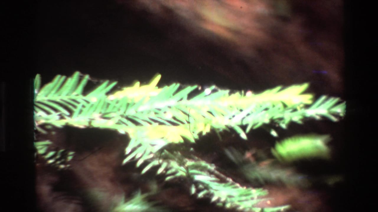 Green evergreen branch against dark forest bark and shadow.
