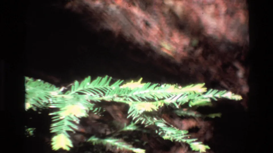 Green needles and textured tree bark appear in a shadowed Big Sur woodland frame from 8mm home-movie footage.