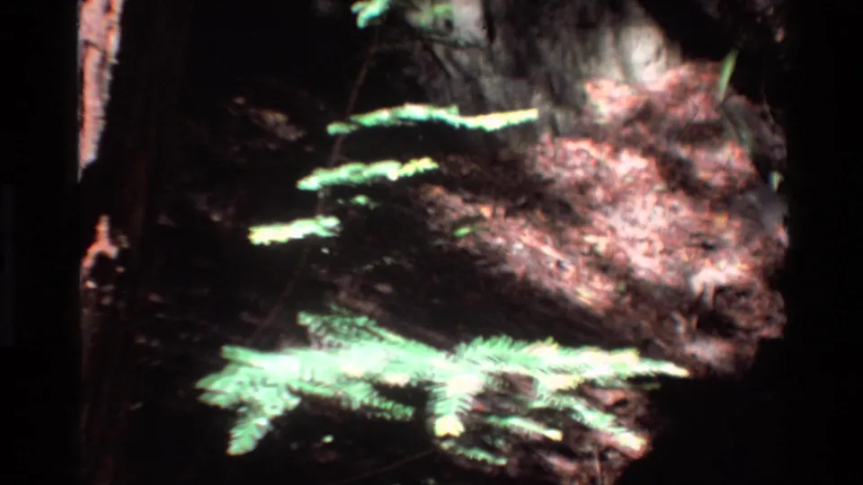 A large trunk and small green branches are visible in a dim Big Sur forest close-up with grain and uneven exposure.