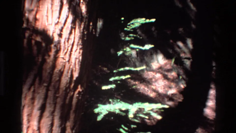 The final frame shows a bark-covered trunk and small green branches in Big Sur forest shade, with handheld 8mm softness.