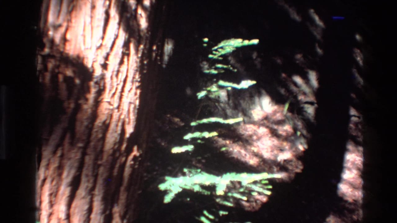 Sunlit tree trunk and bright fern fronds in a dark forest setting.