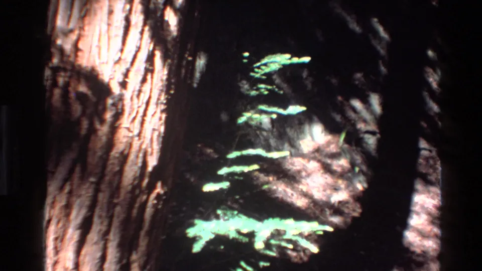 Big Sur 1980 home-movie frame with bark texture, bright fern leaves, and shaded woodland background.