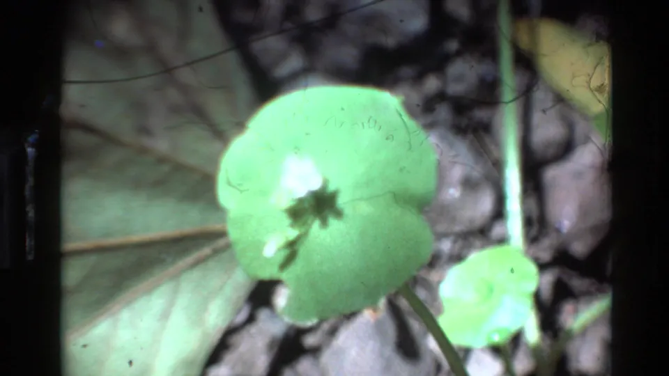 1980 Big Sur 8mm close-up of a small green woodland plant among leaves, stems, and dark ground texture.