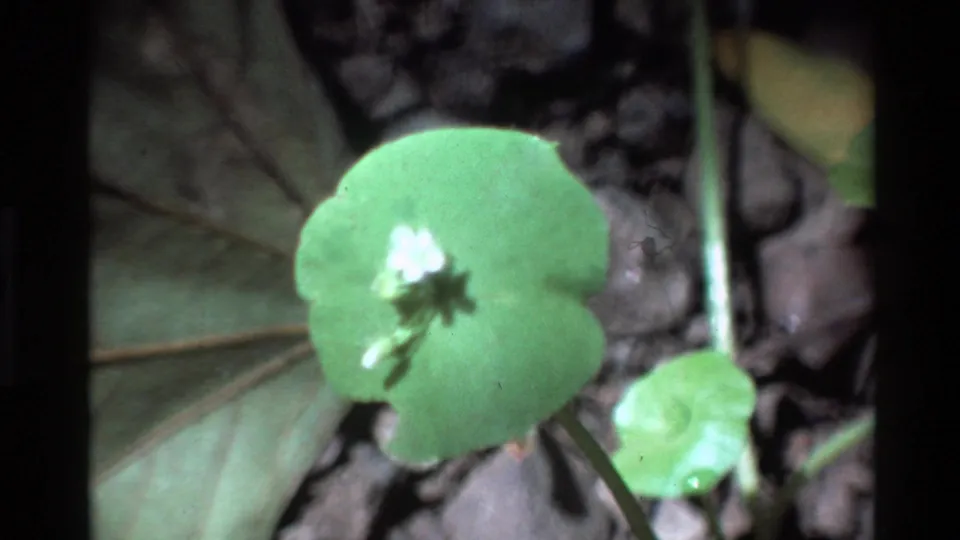 Big Sur 1980 home-movie frame showing a soft green plant close-up against the shaded forest floor.