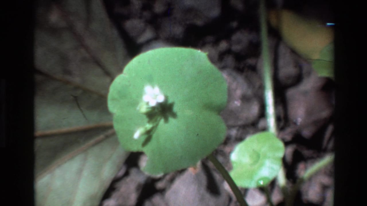 Close 1980 Big Sur 8mm frame of a round green leaf and small white flower on the forest floor.