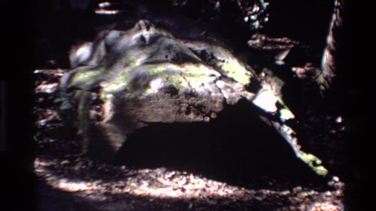 Weathered log on a dark forest floor in dappled sunlight.