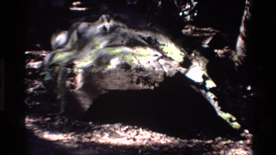 1980 Big Sur 8mm frame showing a decaying log with mossy patches and strong forest shadows.