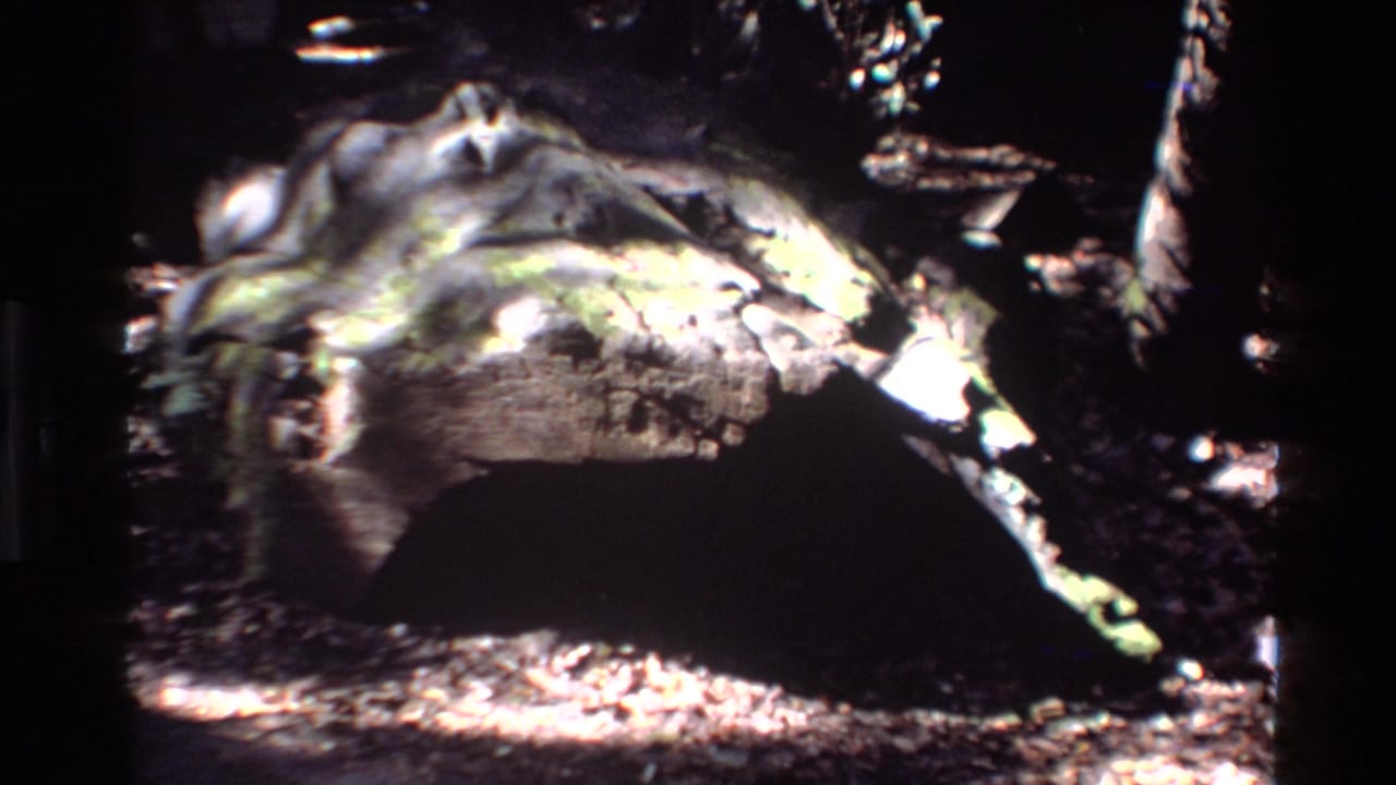 Close 8mm view of a dead log on the Big Sur forest floor, with bark texture and dappled light.
