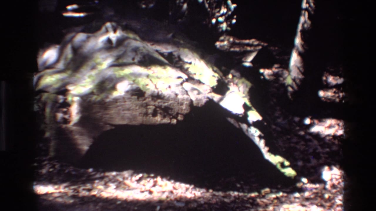 Final 1980 Big Sur frame of the moss-covered dead log, with dark woodland shadows and bright highlights.