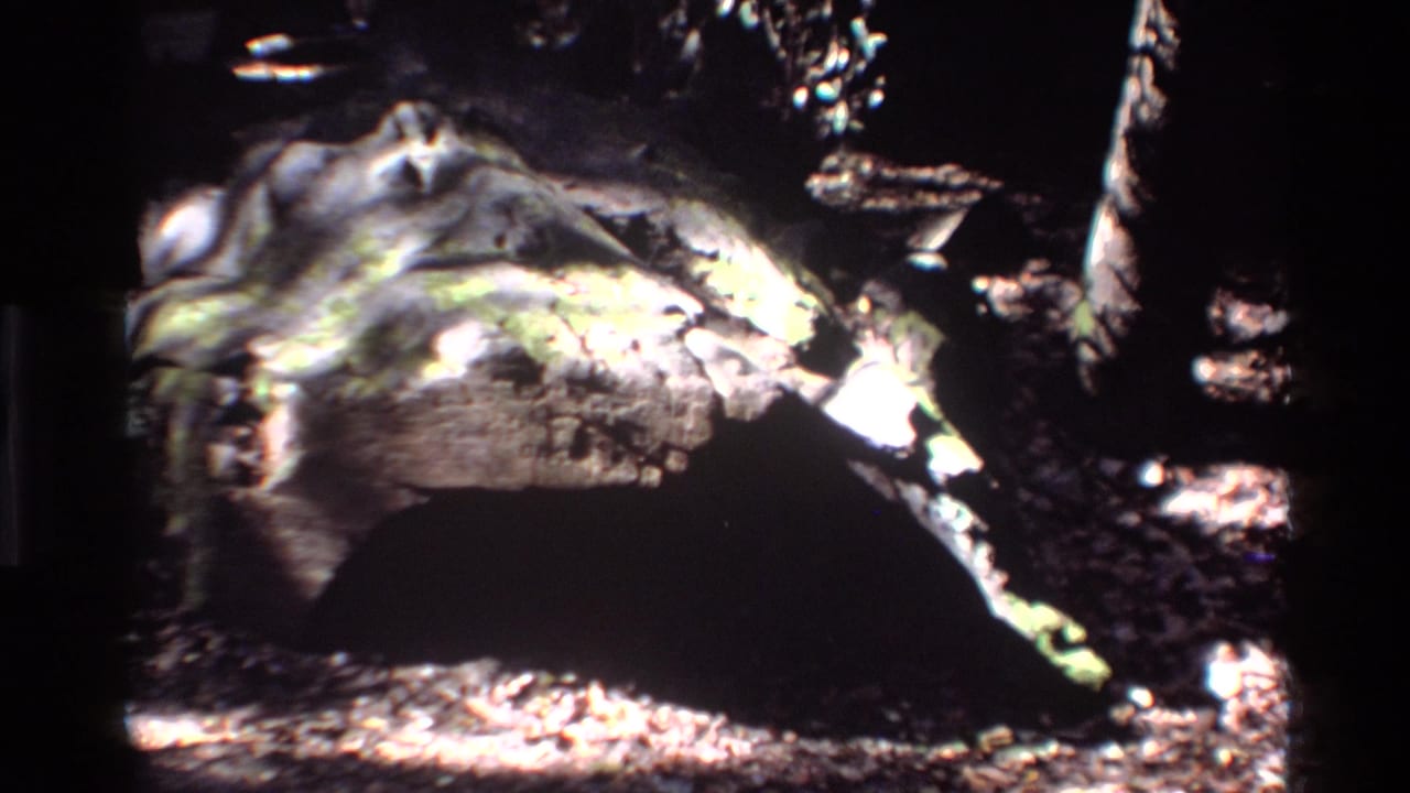 Close view of a moss-covered tree trunk in Big Sur, California, with dark bark, scattered sunlight, and dense forest shadow.