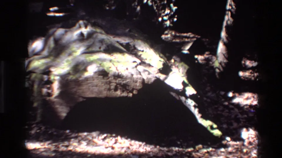 Close view of a moss-covered tree trunk in Big Sur, California, with dark bark, scattered sunlight, and dense forest shadow.