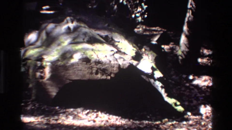 A close 1980 Big Sur forest view shows a mossy trunk or large root form under strong dappled sunlight and deep surrounding shade.