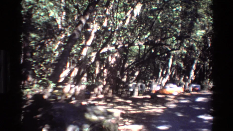 A shaded Big Sur road appears beneath tall leaning trees, with dappled light across the pavement and a yellow car farther ahead.