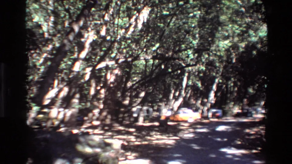 The 1980 Big Sur roadside view shows a canopy of tall trees over shaded pavement, with a yellow car and another vehicle in the distance.