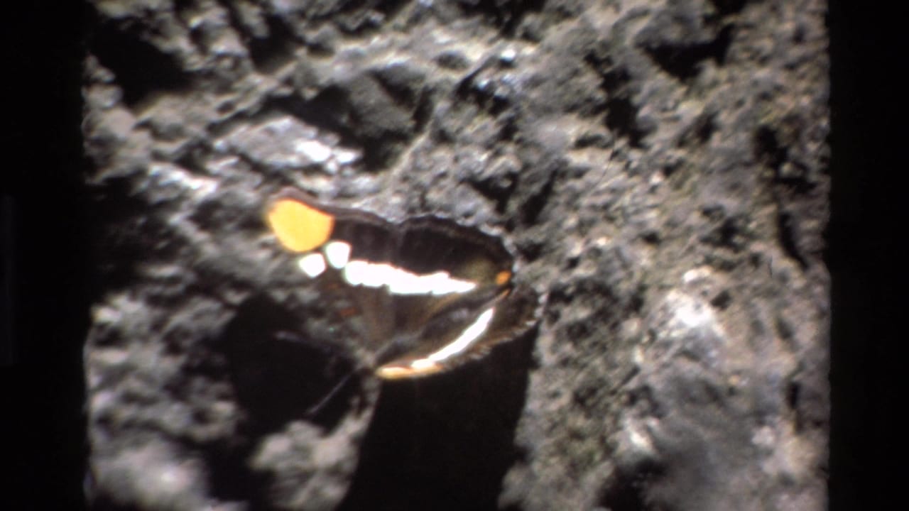 A close-up shows a butterfly with orange and white markings resting on a dark textured rock, ending the Big Sur home-movie clip.