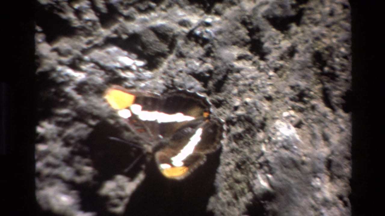Butterfly with black wings, white bands, and orange tips resting on rough rocky dirt.