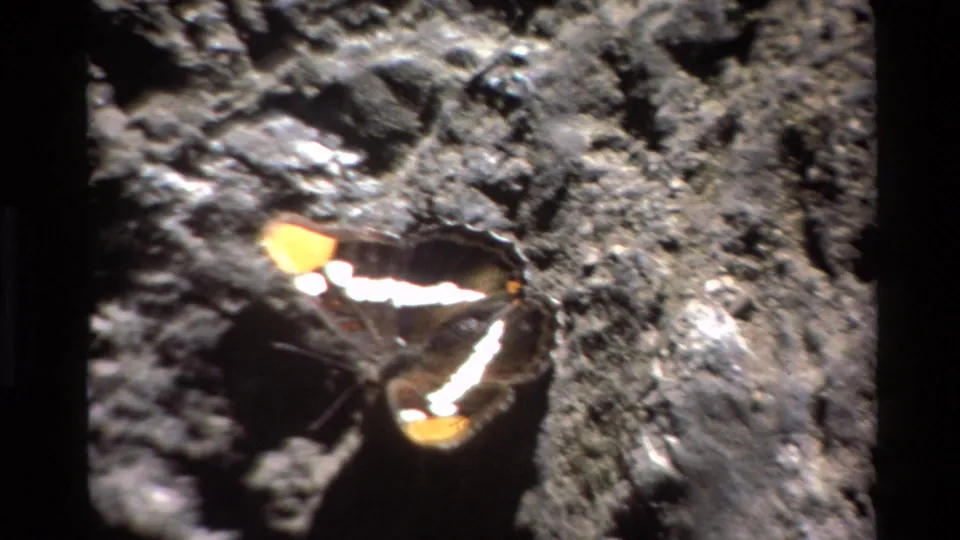 1980 Big Sur 8mm frame showing a butterfly perched on textured dirt and rocks, its white wing bands and orange tips visible.