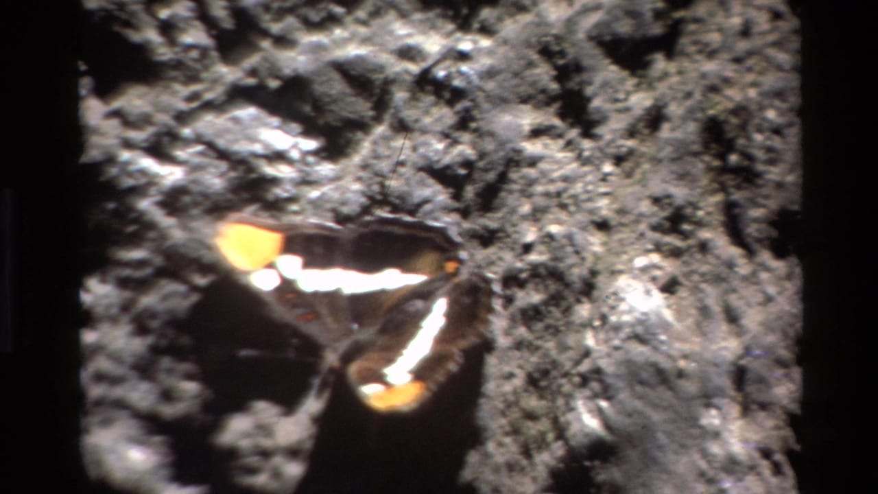 Butterfly remains on rocky ground with wings open and orange tips visible.