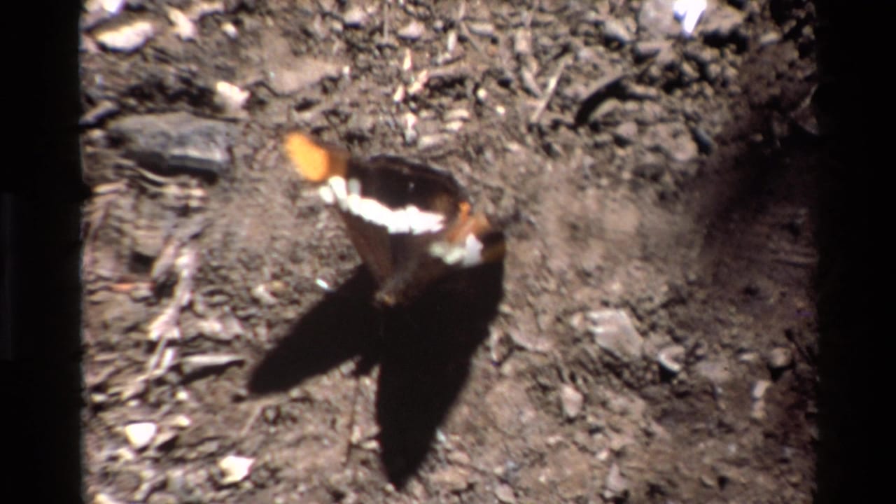 1980 Big Sur 8mm frame showing the butterfly lower in the shot, wings spread over dirt with a distinct dark shadow.