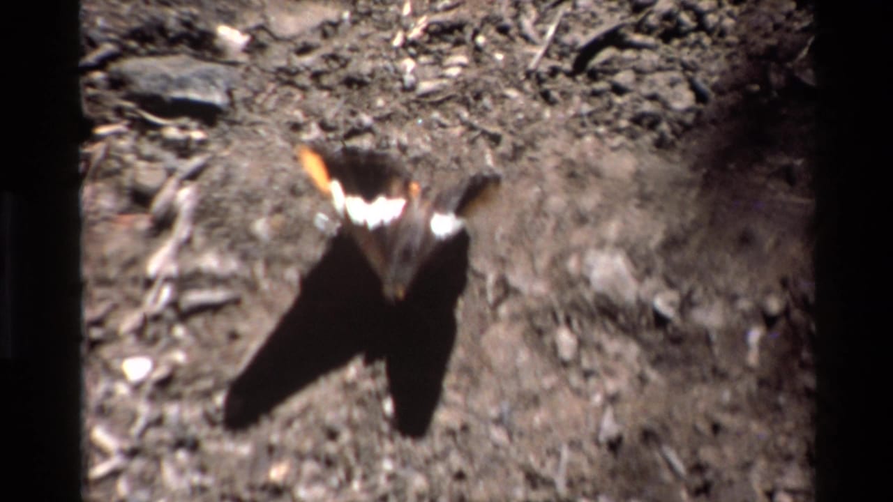 1980 Big Sur 8mm frame of the butterfly in brief motion above rough dirt, with wing blur and a dark shadow underneath.