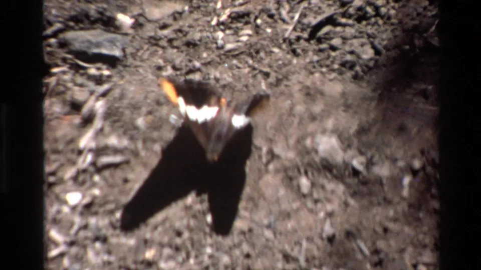 1980 Big Sur 8mm frame of the butterfly in brief motion above rough dirt, with wing blur and a dark shadow underneath.