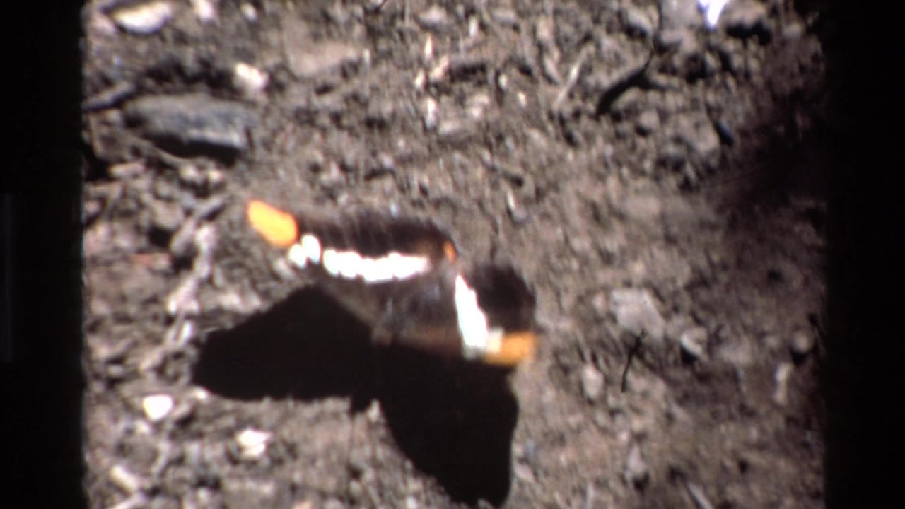 Black butterfly with white and orange markings resting on dark rocky soil.
