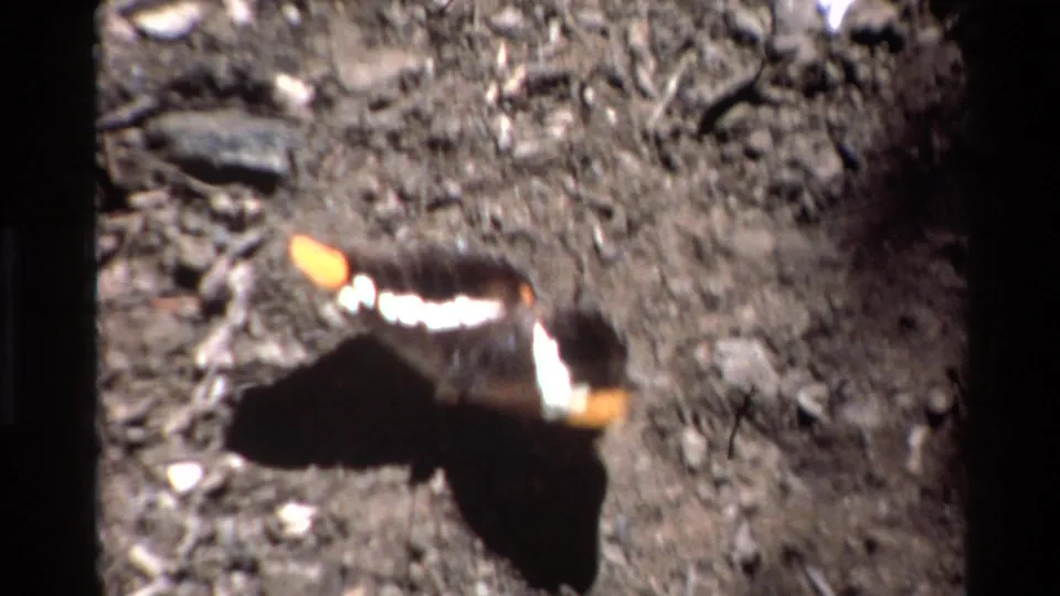 1980 Big Sur 8mm frame showing a black butterfly with white and orange markings on textured ground.