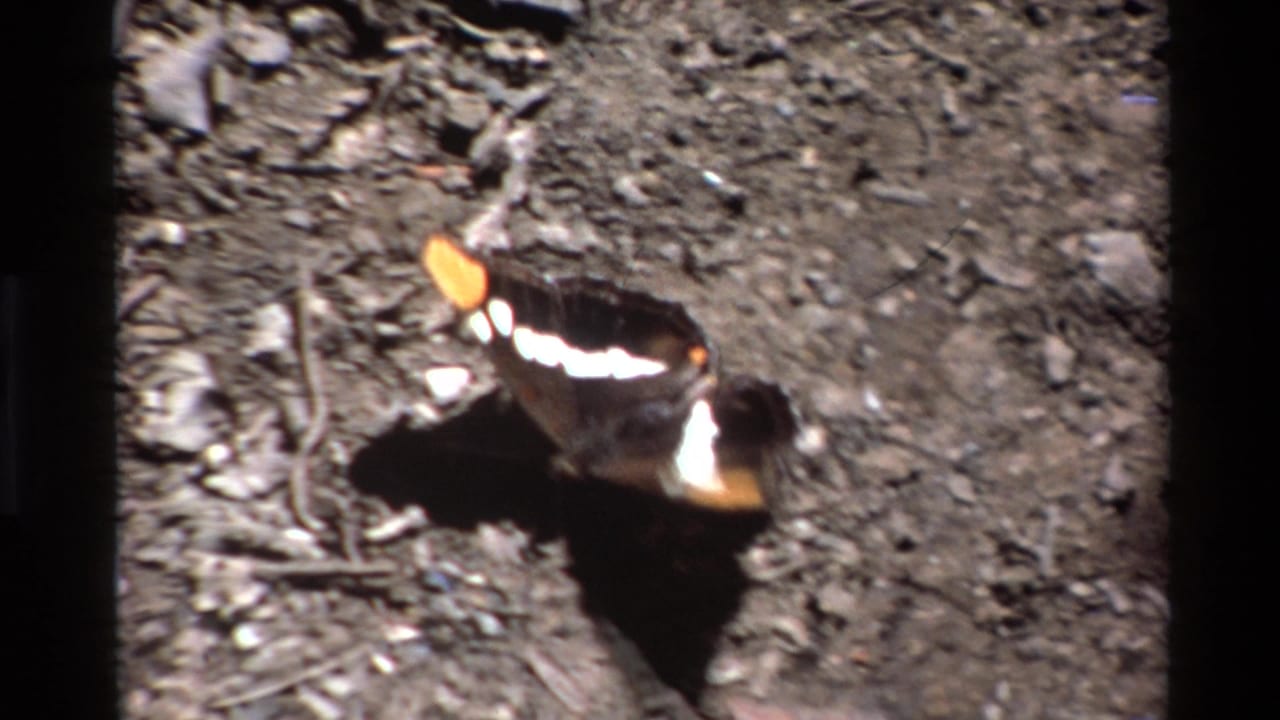 Close 1980 Big Sur home-movie view of a butterfly on rough soil, with orange tips and white wing markings visible.