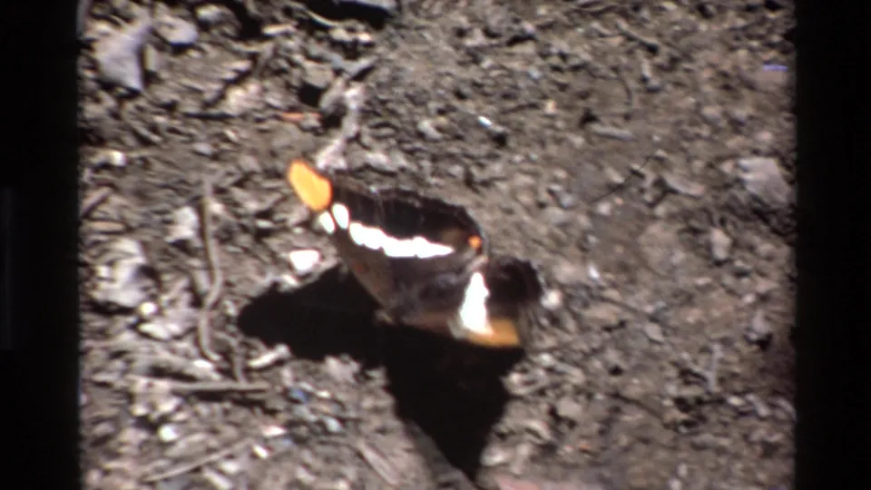 Close 1980 Big Sur home-movie view of a butterfly on rough soil, with orange tips and white wing markings visible.