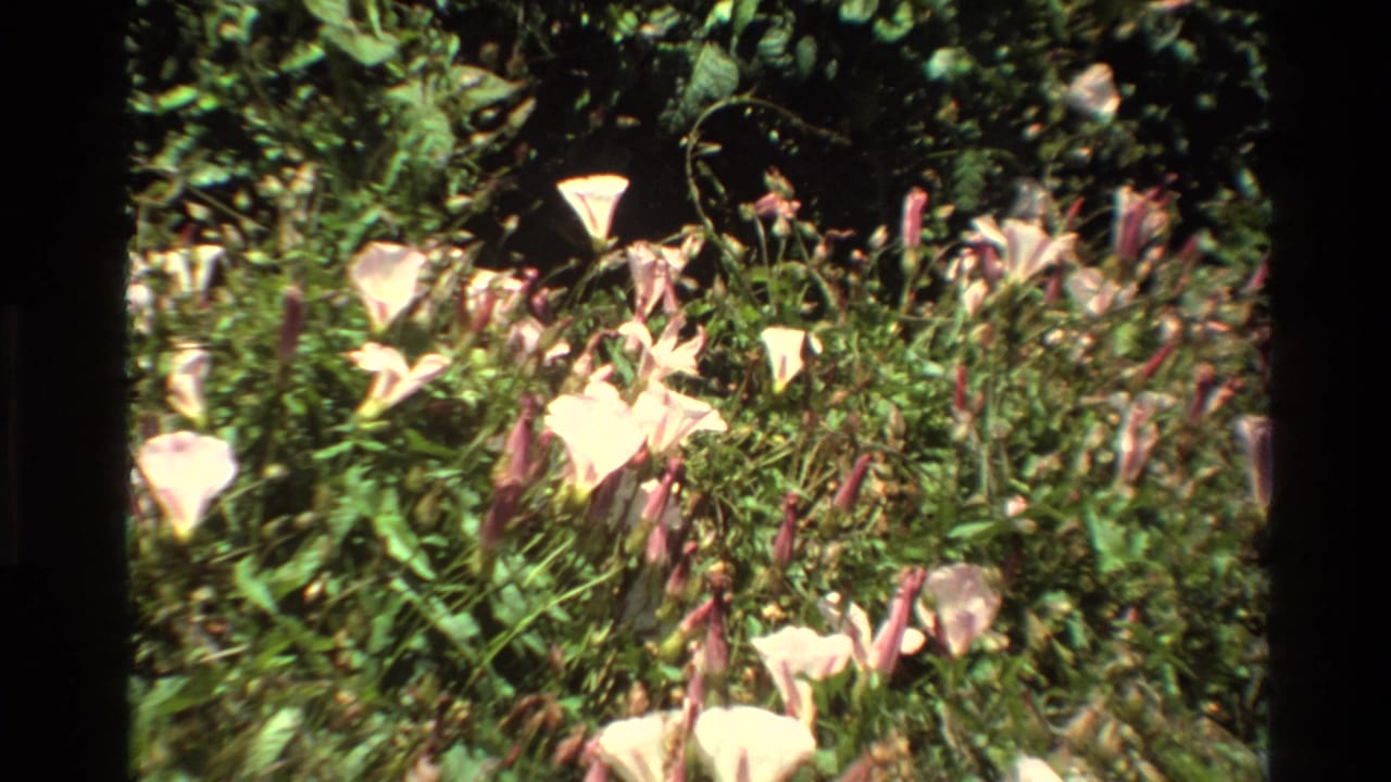 1980 home-movie frame from the Big Sur clip showing pale pink-white flowers and green plants in bright sunlight.