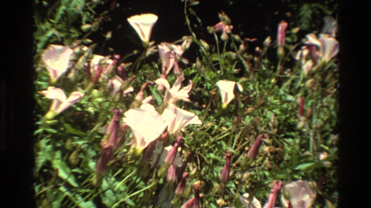 1980 Big Sur 8mm frame showing white wildflowers with pink tones and purple buds amid sunlit green foliage.