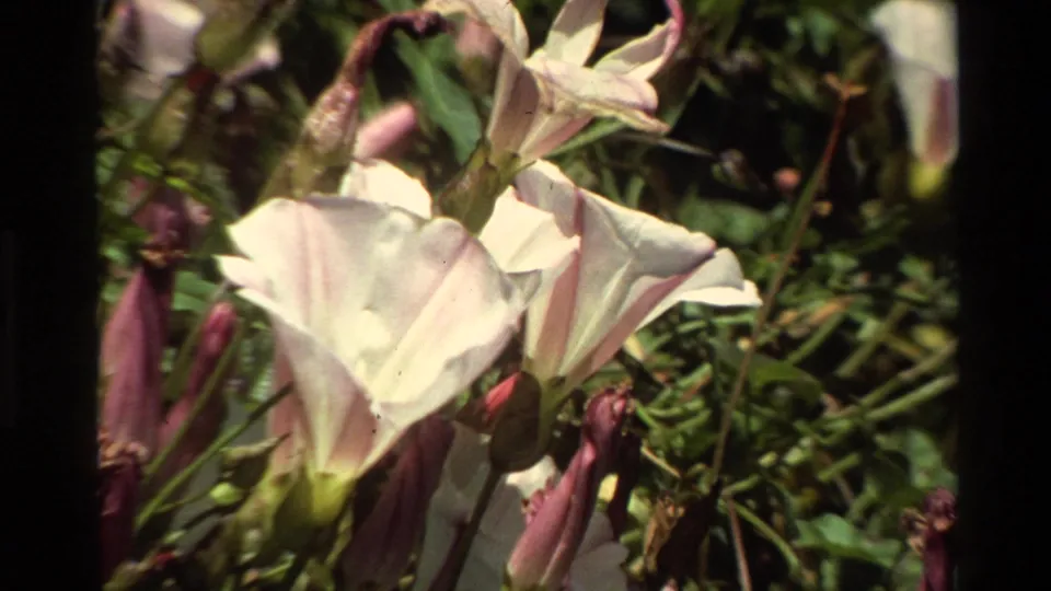 Close 8mm view of pale white meadow blossoms with purple buds and dark green foliage in Big Sur, California.