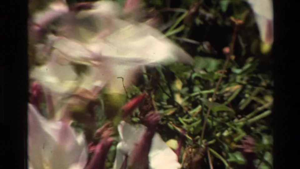 Handheld 1980 8mm frame with wind-blurred white flowers and purple buds crossing sunlit meadow greenery.