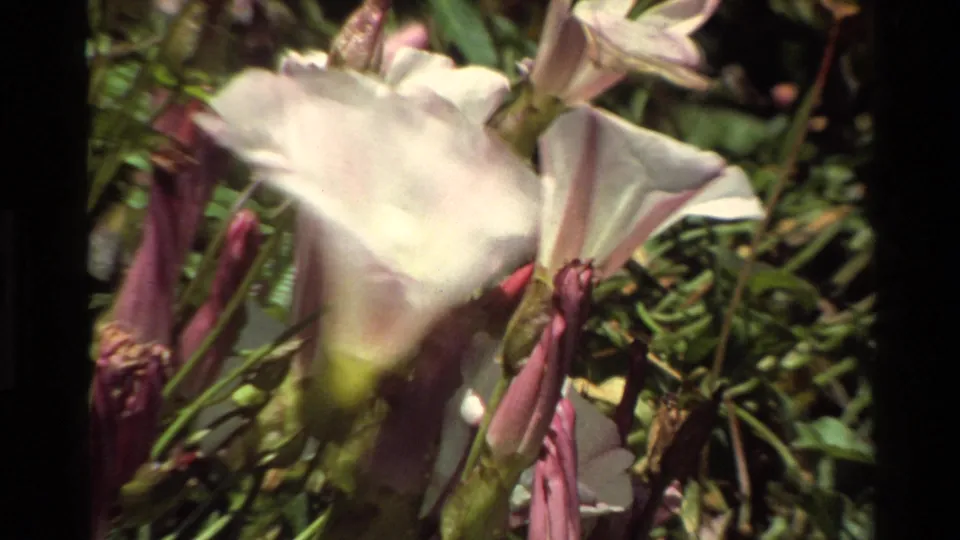 Foreground white wildflower with purple buds and green meadow growth, seen in 1980 Big Sur 8mm home-movie footage.